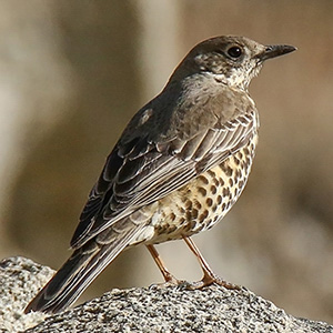 Mistle Thrush